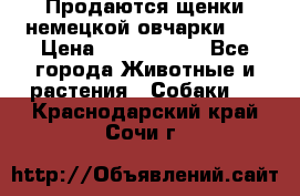 Продаются щенки немецкой овчарки!!! › Цена ­ 6000-8000 - Все города Животные и растения » Собаки   . Краснодарский край,Сочи г.